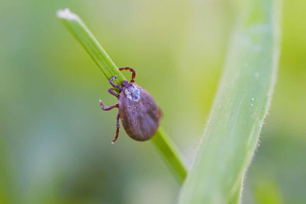 Borreliose Behandlung bei Dr. Grässl in Tirol